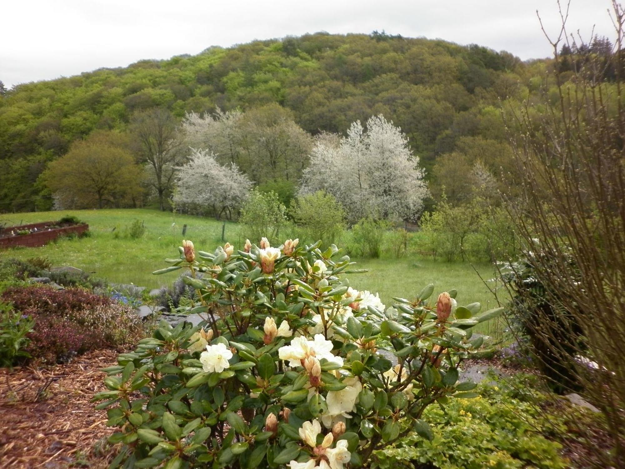 Land Des Friedens In Nettersheim / Eifel Διαμέρισμα Εξωτερικό φωτογραφία